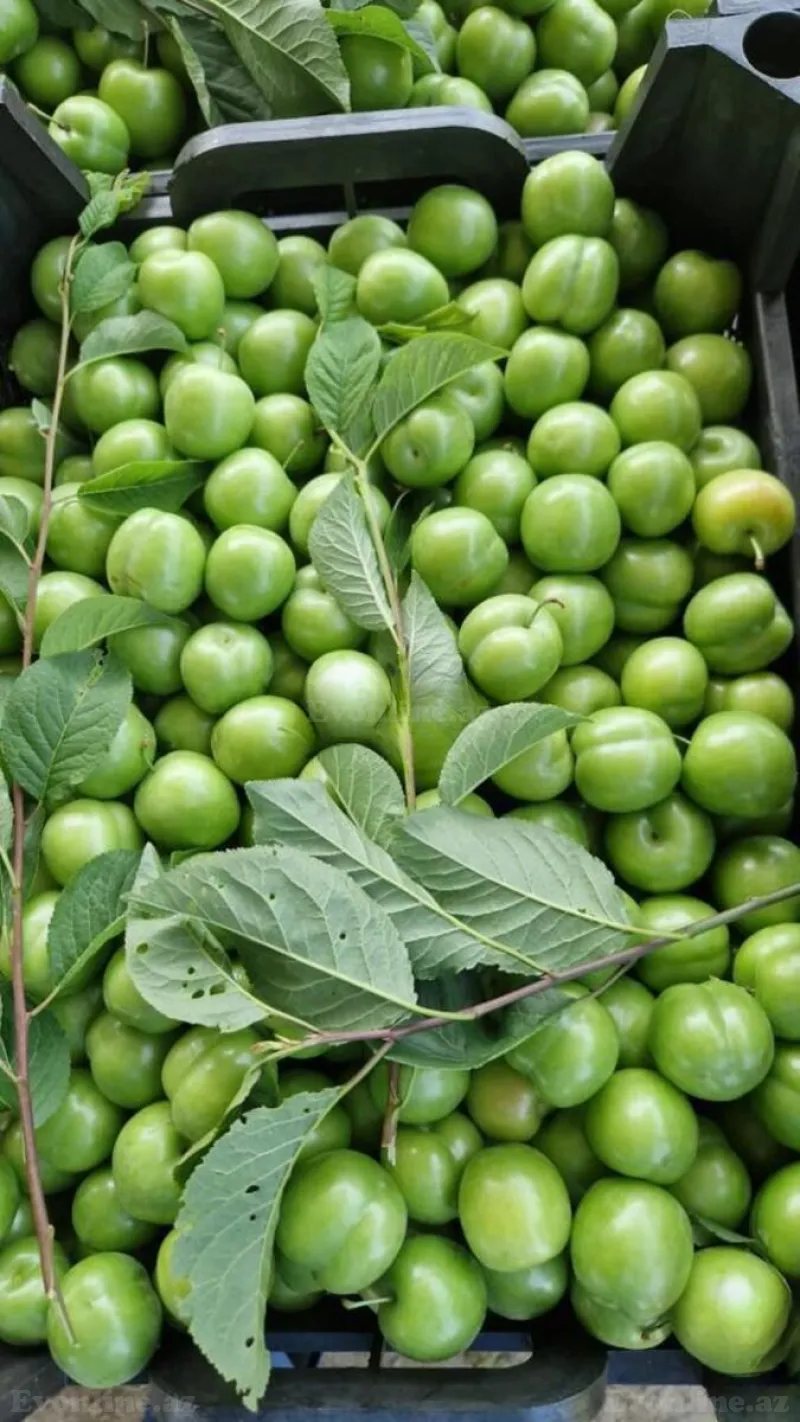 Satılır Obyekt 250000 m² Quba - şəkil 9