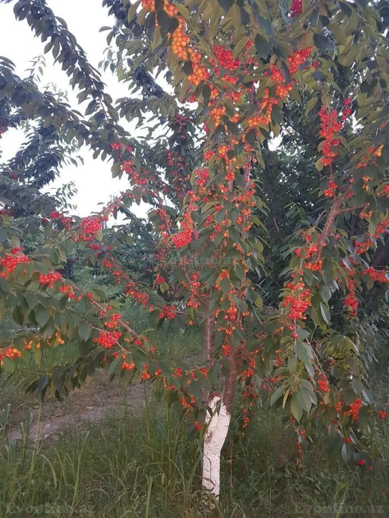 Satılır Obyekt 250000 m² Quba - şəkil 14