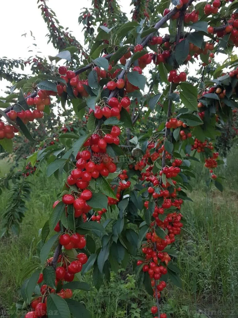 Satılır Obyekt 250000 m² Quba - şəkil 16
