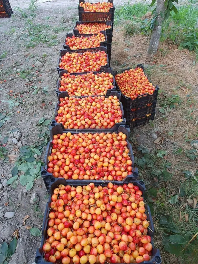 Satılır Obyekt 250000 m² Quba - şəkil 18