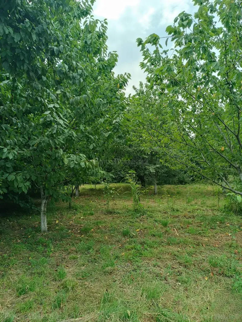 Satılır Torpaq 12 sot Quba - şəkil 7