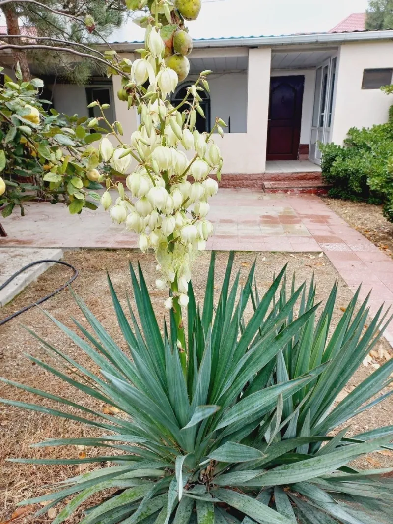 Kirayə verilir 2 otaqlı Həyət evi 100 m² Pirşağı - şəkil 14