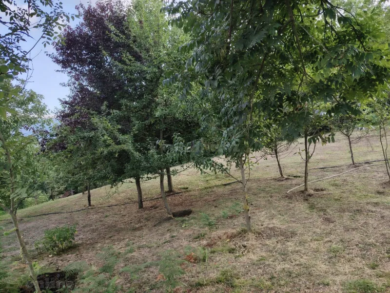 Satılır Torpaq 4 sot Lerik - şəkil 2