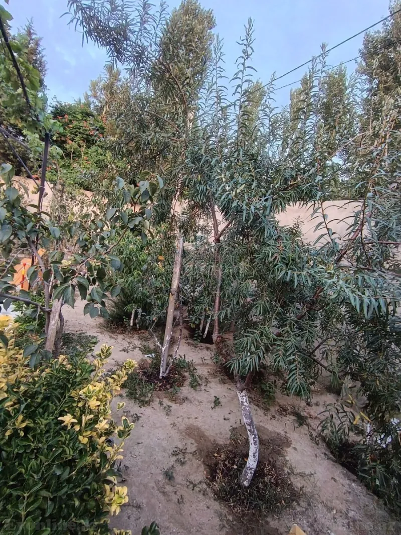 Kirayə verilir 3 otaqlı Həyət evi 65 m² Novxanı - şəkil 3