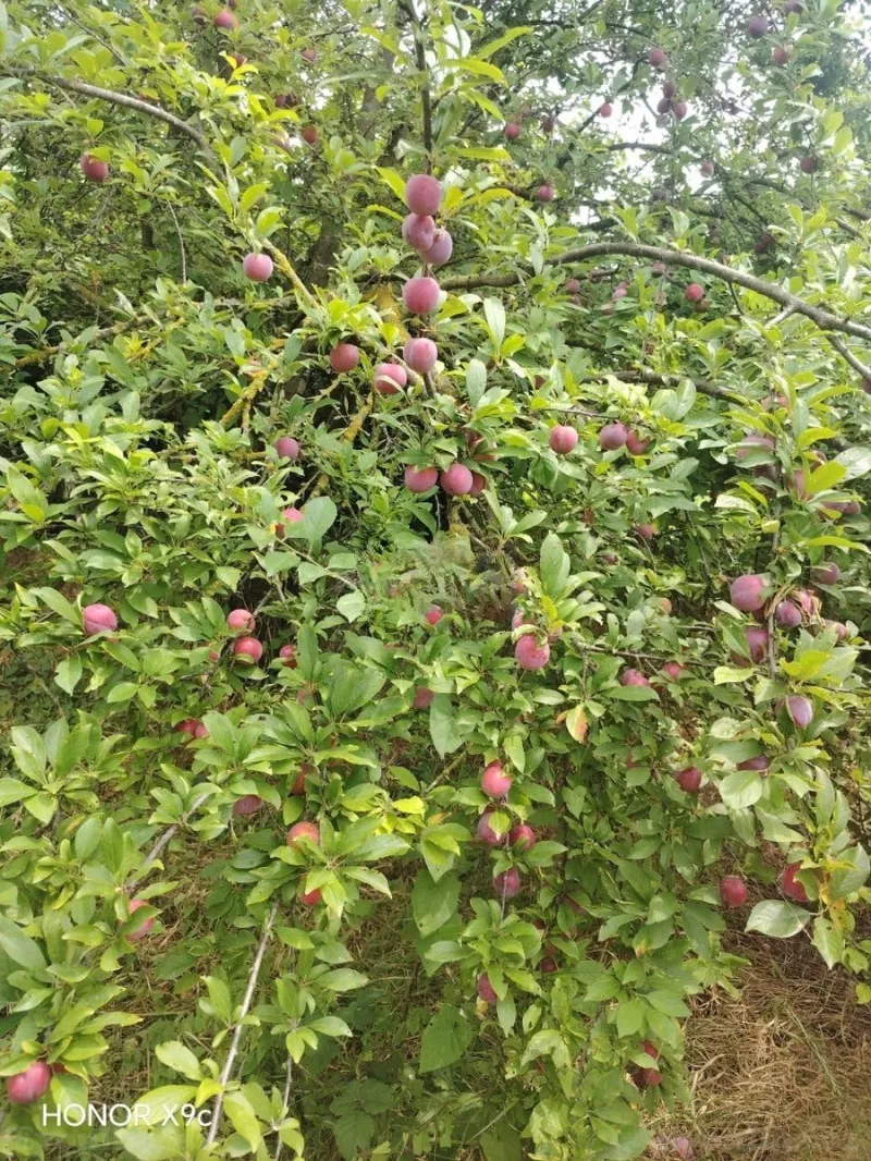 Satılır 3 otaqlı Həyət evi 150 m² Xaçmaz - şəkil 7