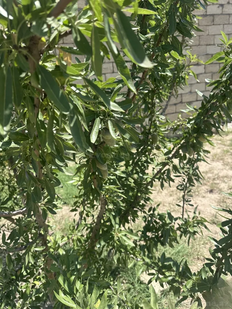 Satılır Torpaq 8 sot Fatmayı - şəkil 4