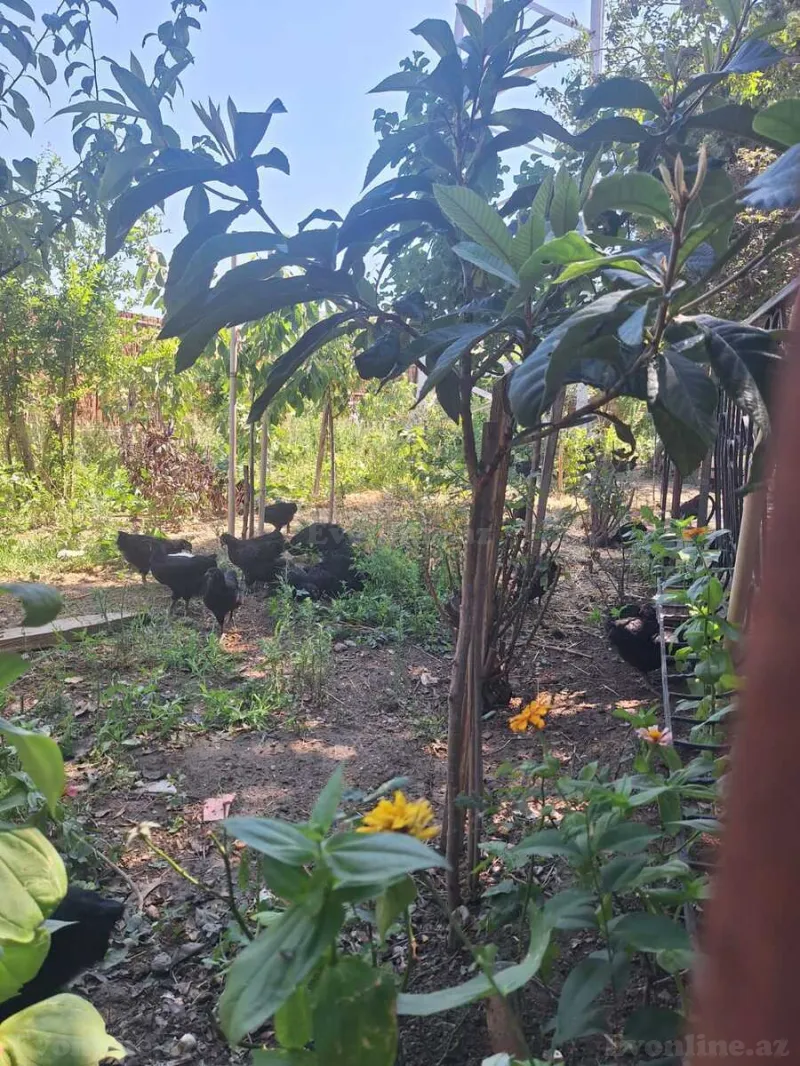 Satılır 4 otaqlı Həyət evi 135 m² Qaraçuxur - şəkil 22
