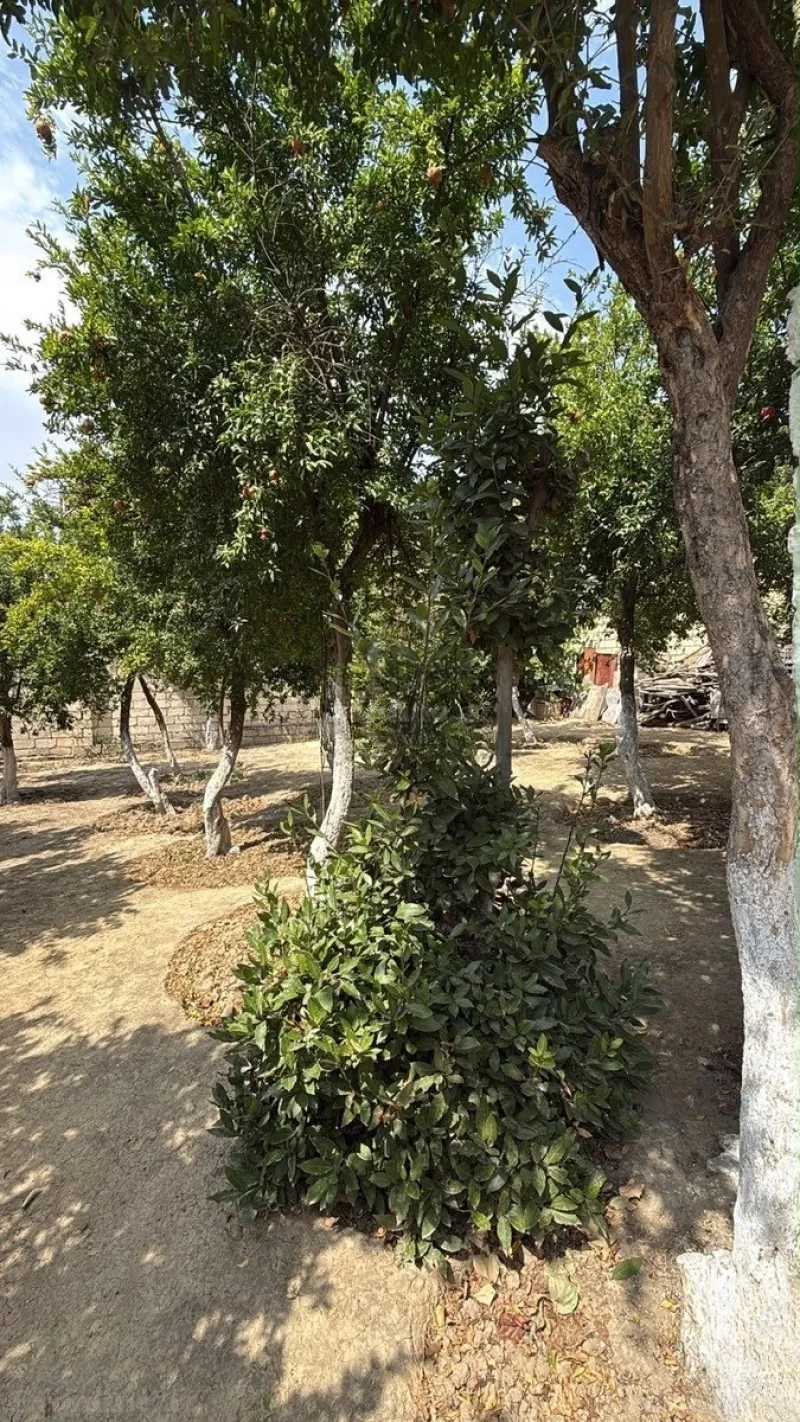 Satılır Torpaq 6 sot Badamdar - şəkil 3