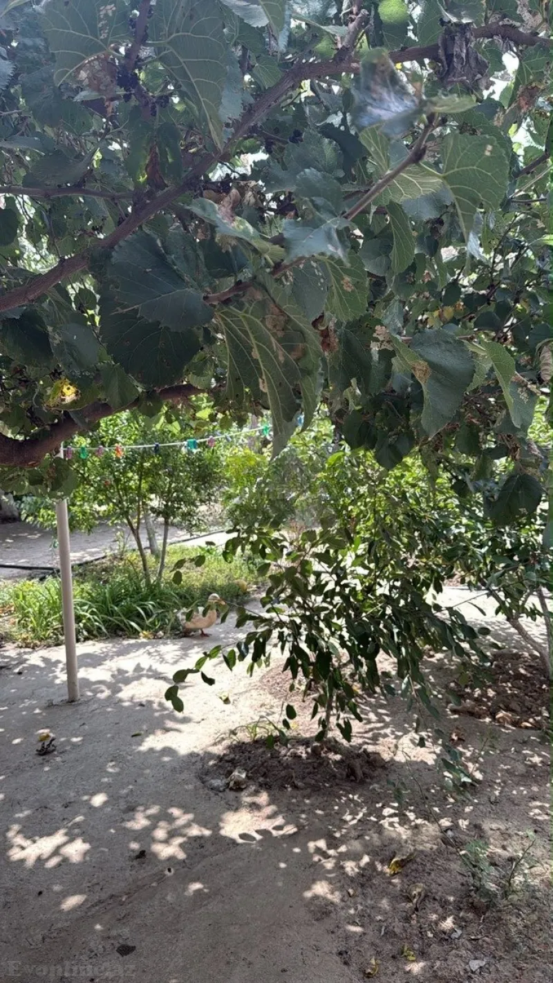 Satılır Torpaq 6 sot Badamdar - şəkil 5
