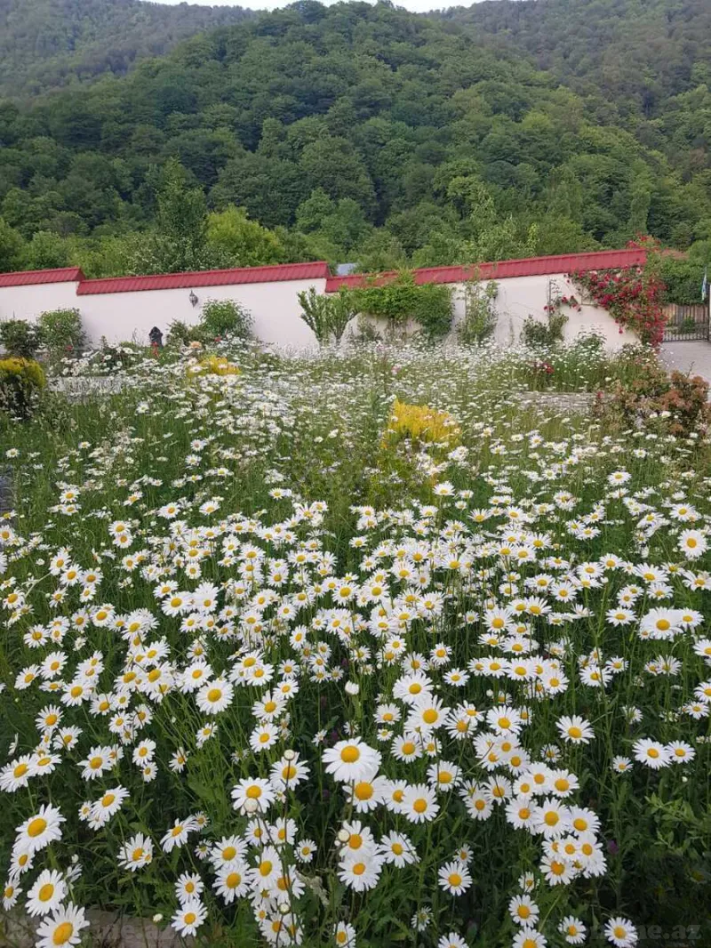 Satılır 5 otaqlı Həyət evi 460 m² Qəbələ - şəkil 17