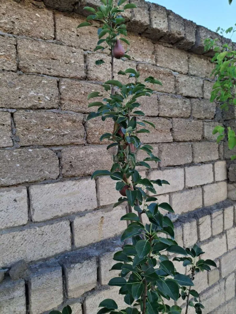 Satılır 2 otaqlı Həyət evi 40 m² Novxanı - şəkil 13
