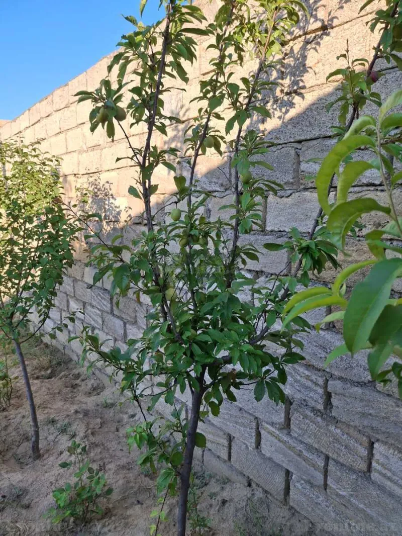 Satılır 2 otaqlı Həyət evi 40 m² Novxanı - şəkil 16