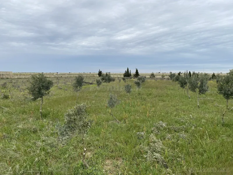 Satılır Torpaq 40 sot Zirə - şəkil 2