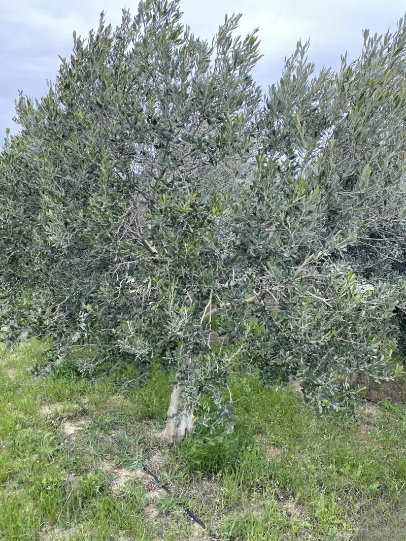 Satılır Torpaq 40 sot Zirə - şəkil 5