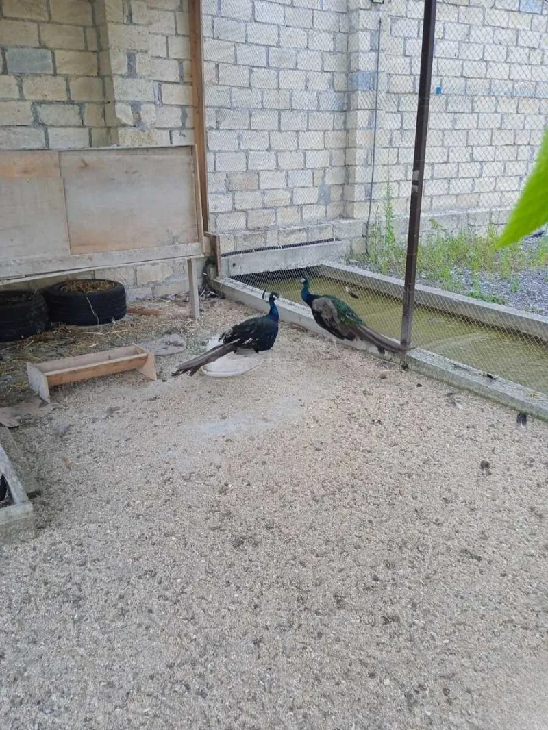Kirayə verilir 4 otaqlı Həyət evi 120 m² İsmayıllı - şəkil 10