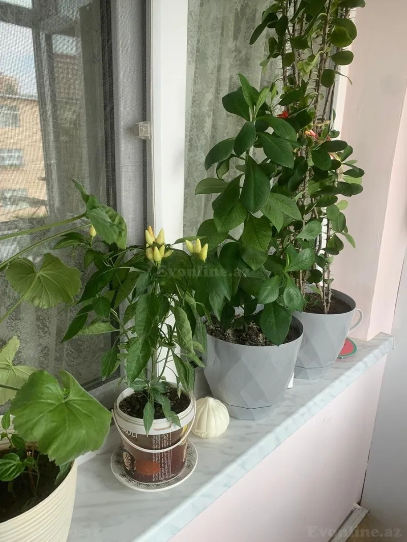 Satılır 4 otaqlı Mənzil Köhnə tikili 65 m² Memar Əcəmi m. - şəkil 13