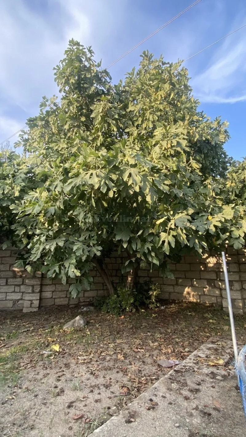 Satılır Torpaq 12 sot Albalılıq - şəkil 3
