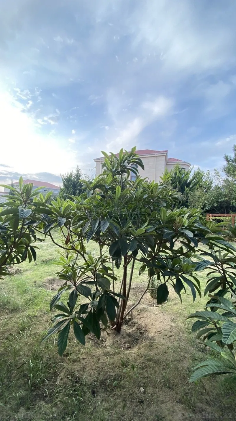Satılır Torpaq 12 sot Albalılıq - şəkil 8