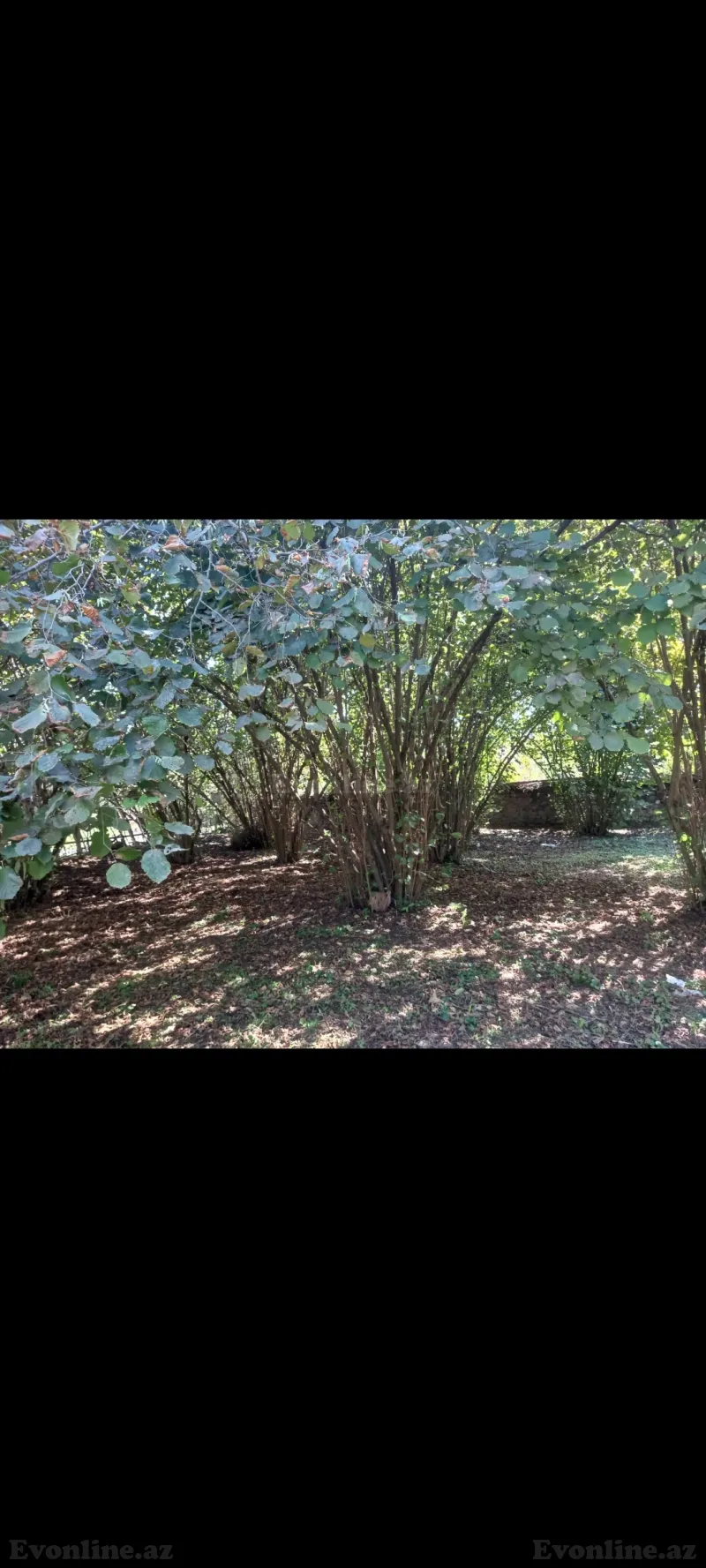 Satılır 2 otaqlı Həyət evi 60 m² Qax - şəkil 2