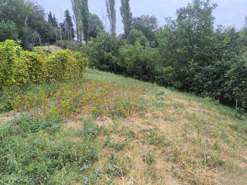 Satılır Torpaq 10 sot Şamaxı - şəkil 2