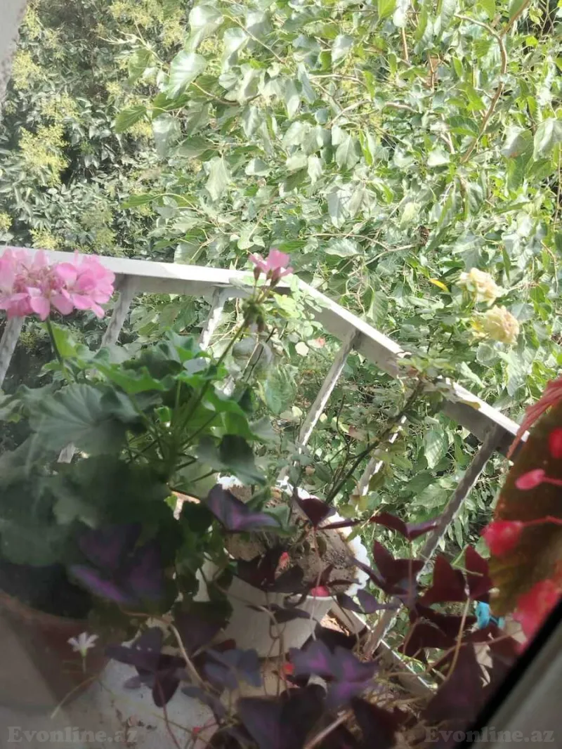 Satılır 3 otaqlı Mənzil Köhnə tikili 60 m² 1-ci mikrorayon - şəkil 12