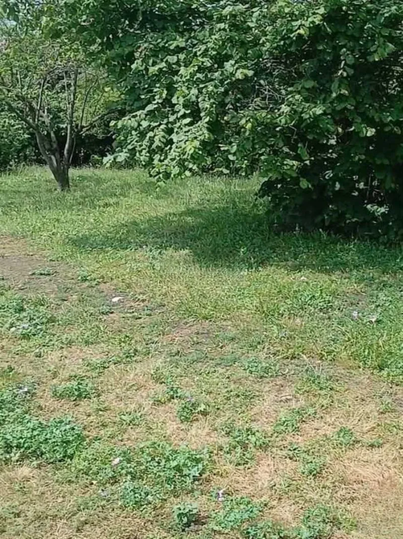 Satılır Torpaq 20 sot Qəbələ - şəkil 3