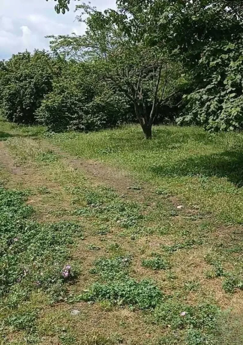 Satılır Torpaq 20 sot Qəbələ - şəkil 4