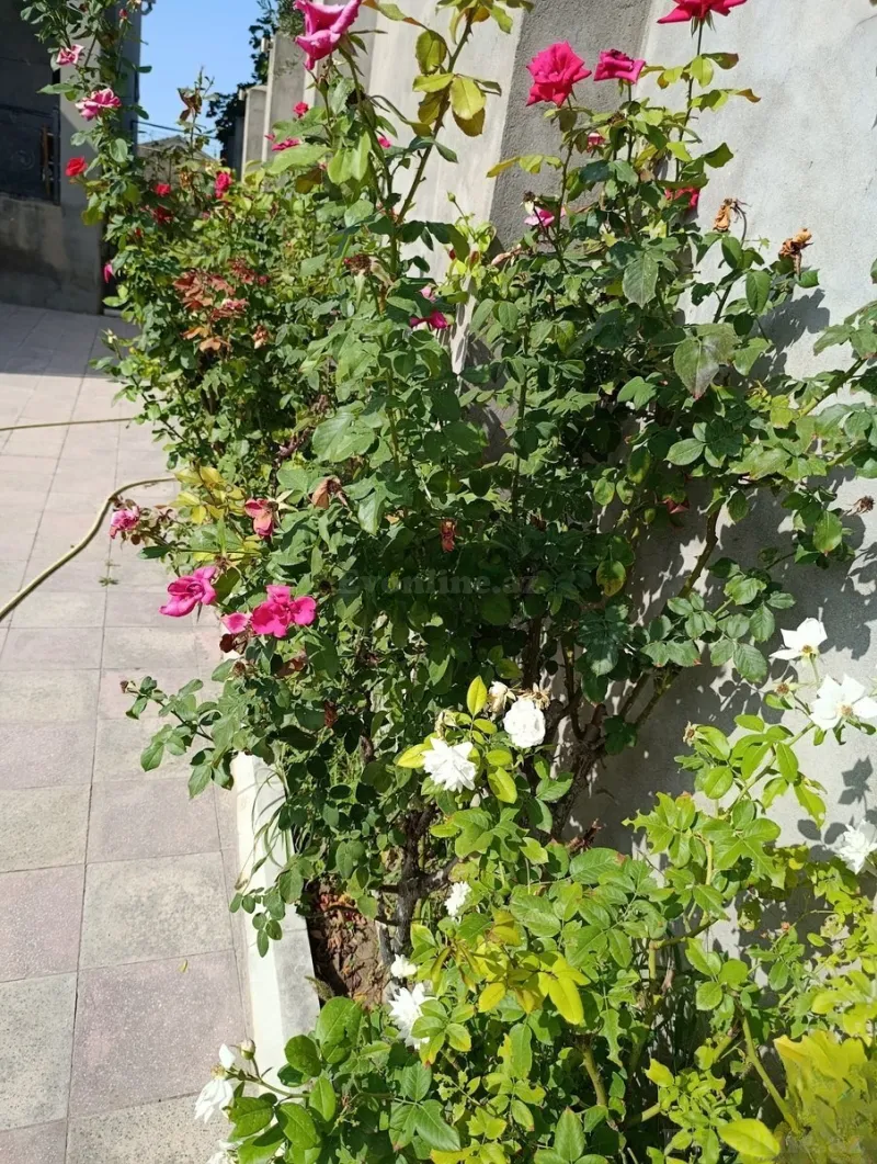 Satılır 3 otaqlı Həyət evi 153 m² Buzovna - şəkil 12