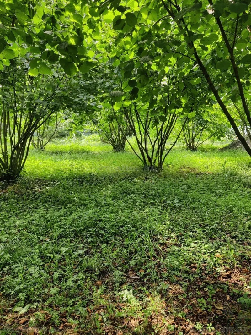 Satılır 2 otaqlı Həyət evi 40 m² Qax - şəkil 11