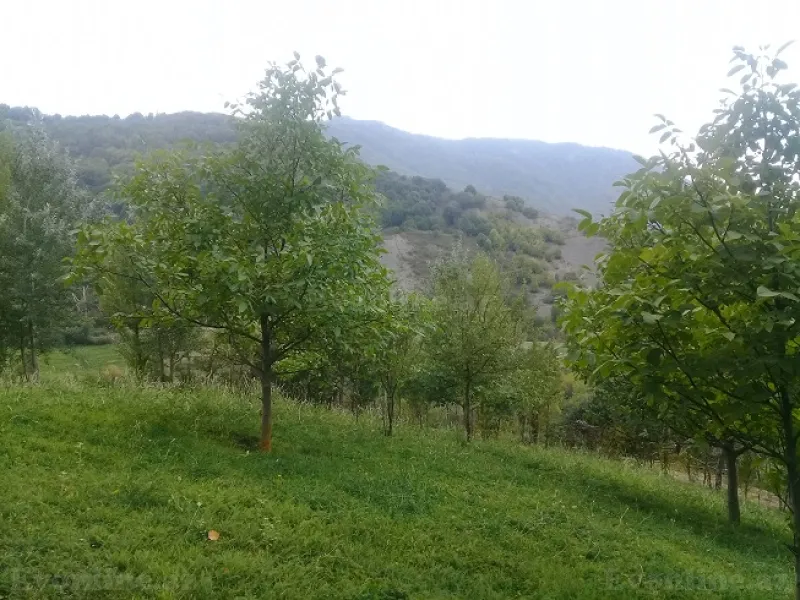 Satılır Torpaq 16 sot İsmayıllı - şəkil 5