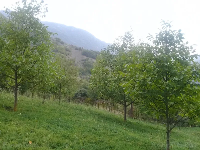 Satılır Torpaq 16 sot İsmayıllı - şəkil 12