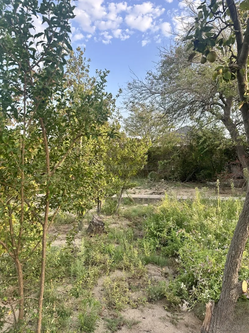 Satılır Torpaq 25 sot Novxanı - şəkil 3