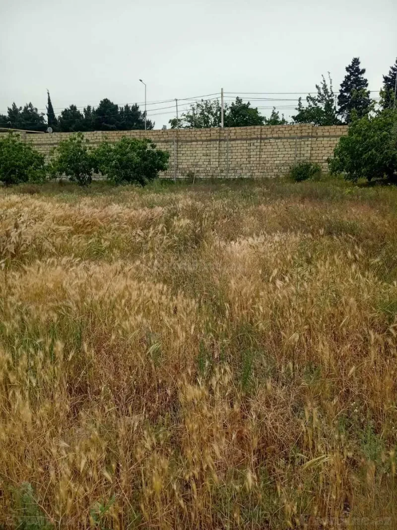 Satılır Torpaq 24 sot Novxanı - şəkil 5