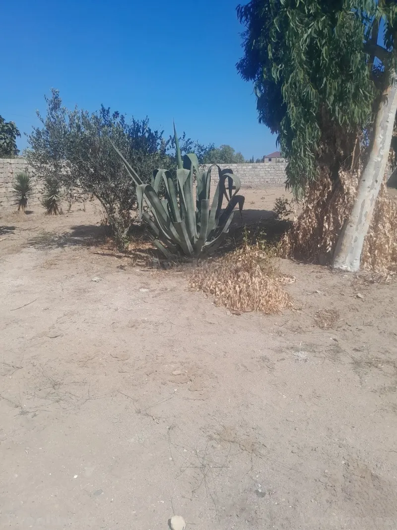 Satılır Torpaq 7 sot Qala - şəkil 3