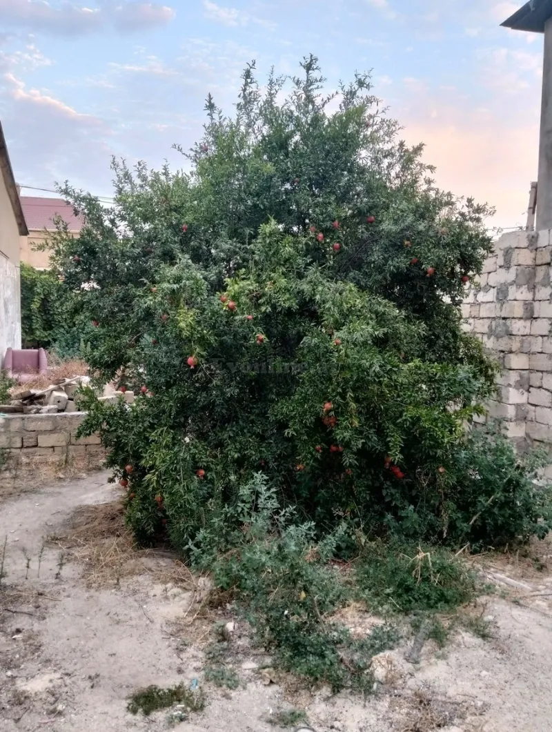 Satılır Torpaq 6 sot Sumqayıt - şəkil 19