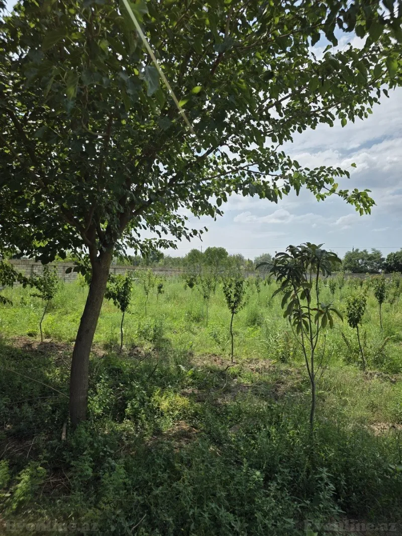 Satılır Obyekt 10000 m² Beyləqan - şəkil 22