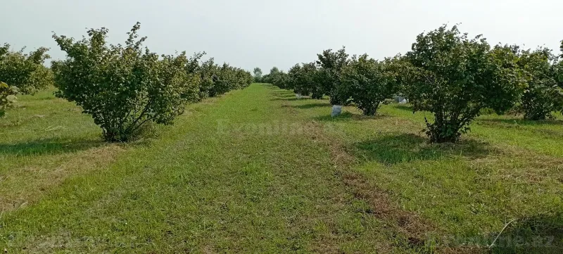 Torpaq satılır — Xudat - şəkil 2