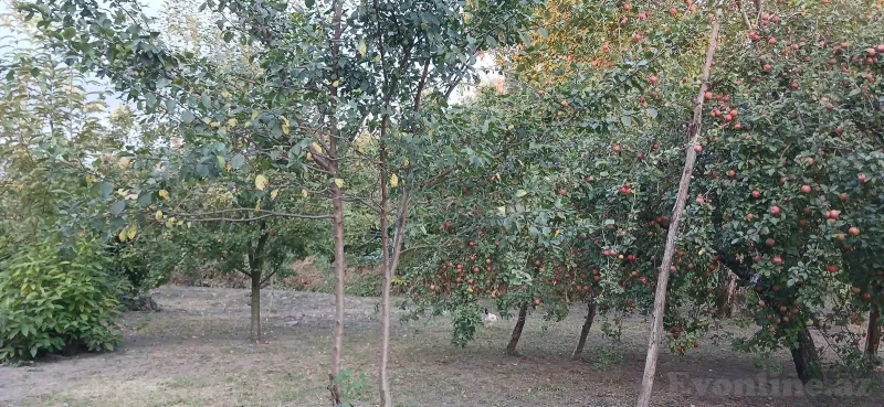 Torpaq satılır — Qəbələ - şəkil 10