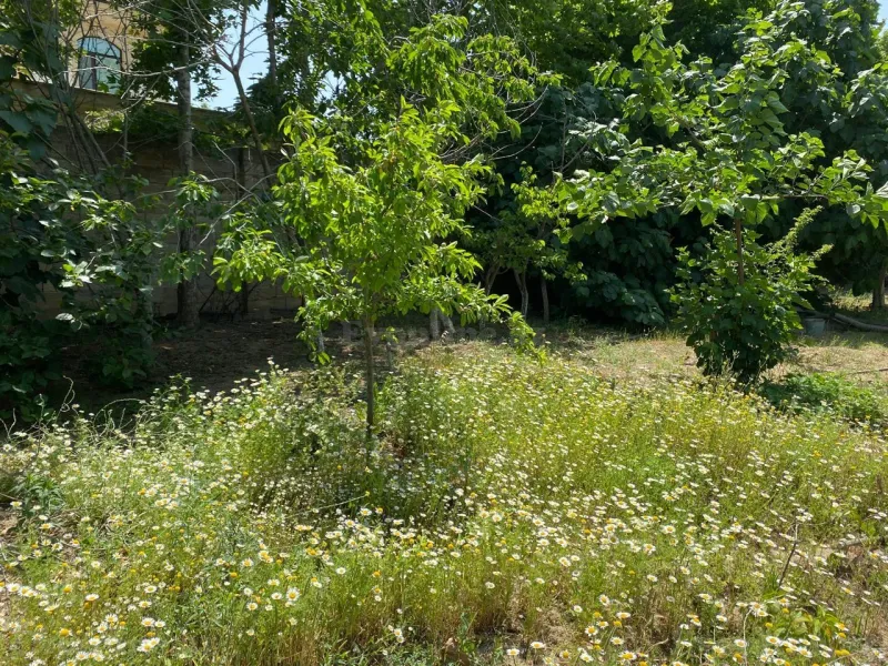 Torpaq satılır — Novxanı, Bakı - şəkil 8