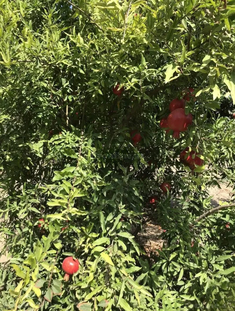 5 otaqlı həyət evi satılır — Bilgəh, Bakı - şəkil 10