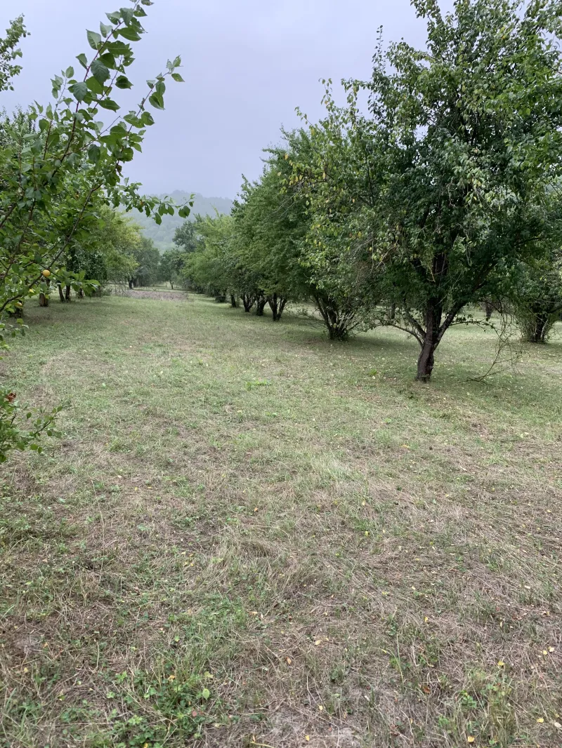 Torpaq satılır — Quba - şəkil 2