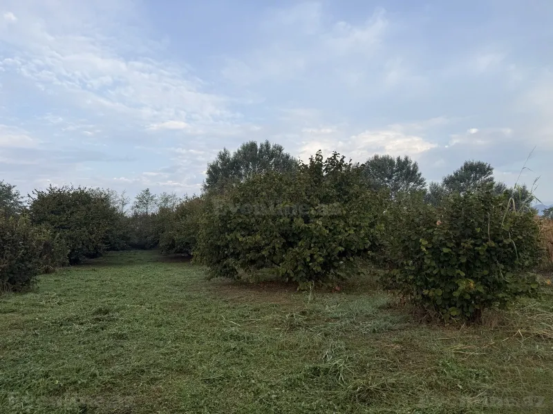Torpaq satılır — Zaqatala - şəkil 4
