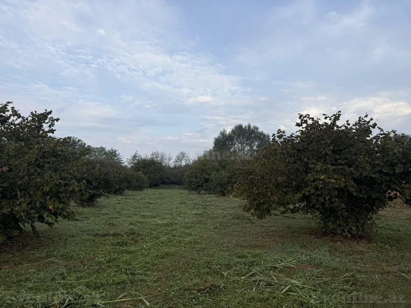 Torpaq satılır — Zaqatala - şəkil 5