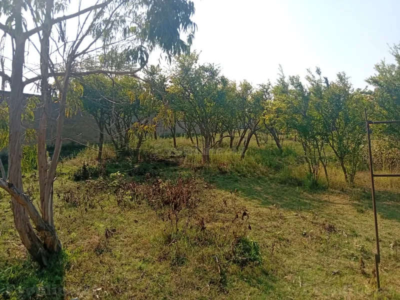 Torpaq satılır — Pirşağı, Bakı - şəkil 2