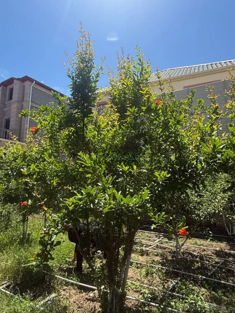 4 otaqlı həyət evi satılır — Albalılıq, Bakı - şəkil 24