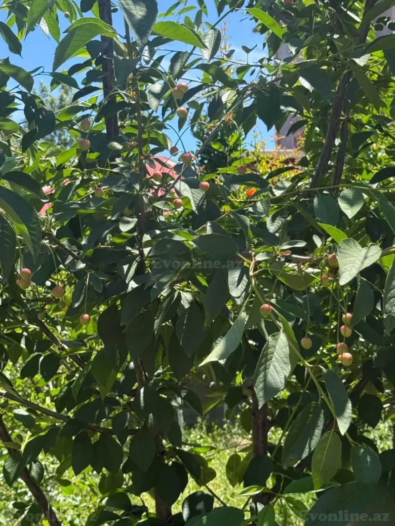 4 otaqlı həyət evi satılır — Albalılıq, Bakı - şəkil 27