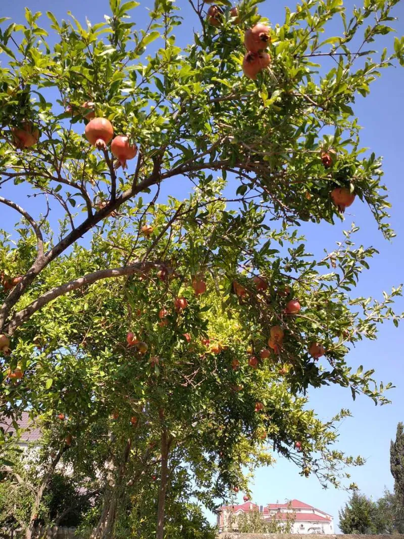 9 otaqlı həyət evi satılır — Novxanı, Bakı - şəkil 18