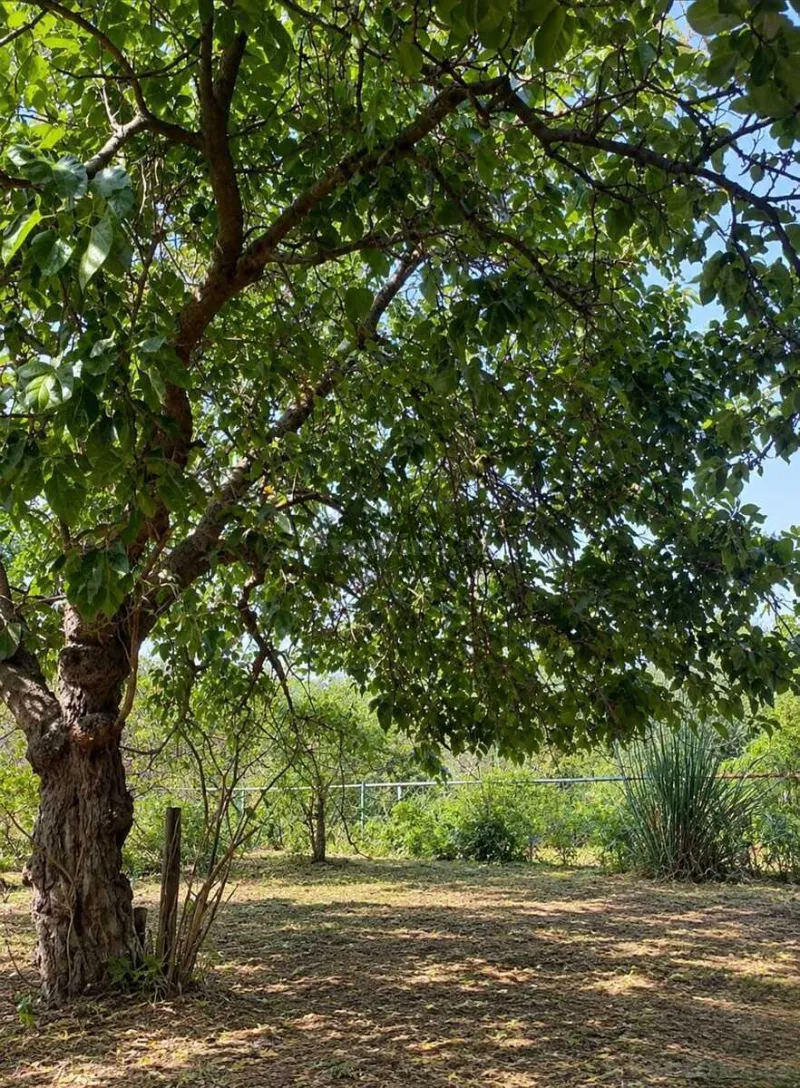 Torpaq satılır — Bilgəh, Bakı - şəkil 4