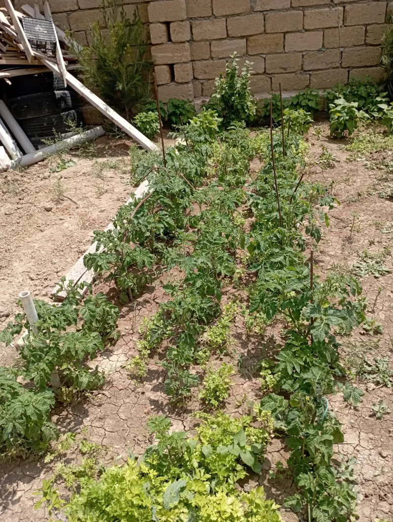 5 otaqlı həyət evi satılır — Qobu, Bakı - şəkil 5