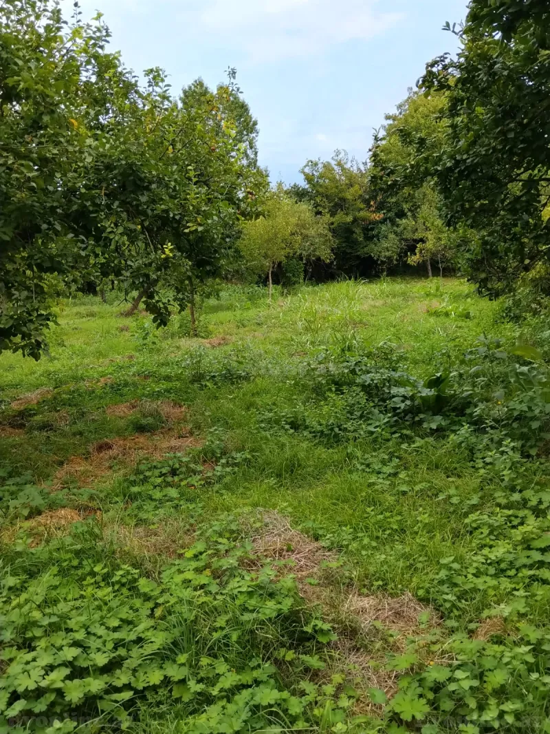 20 sot torpaq satılır, Qəbələ